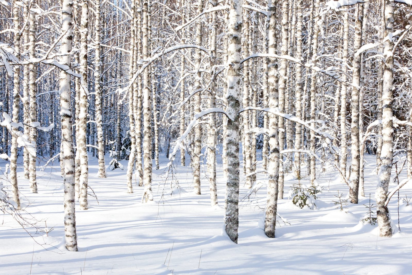 雪をまとった白樺の林